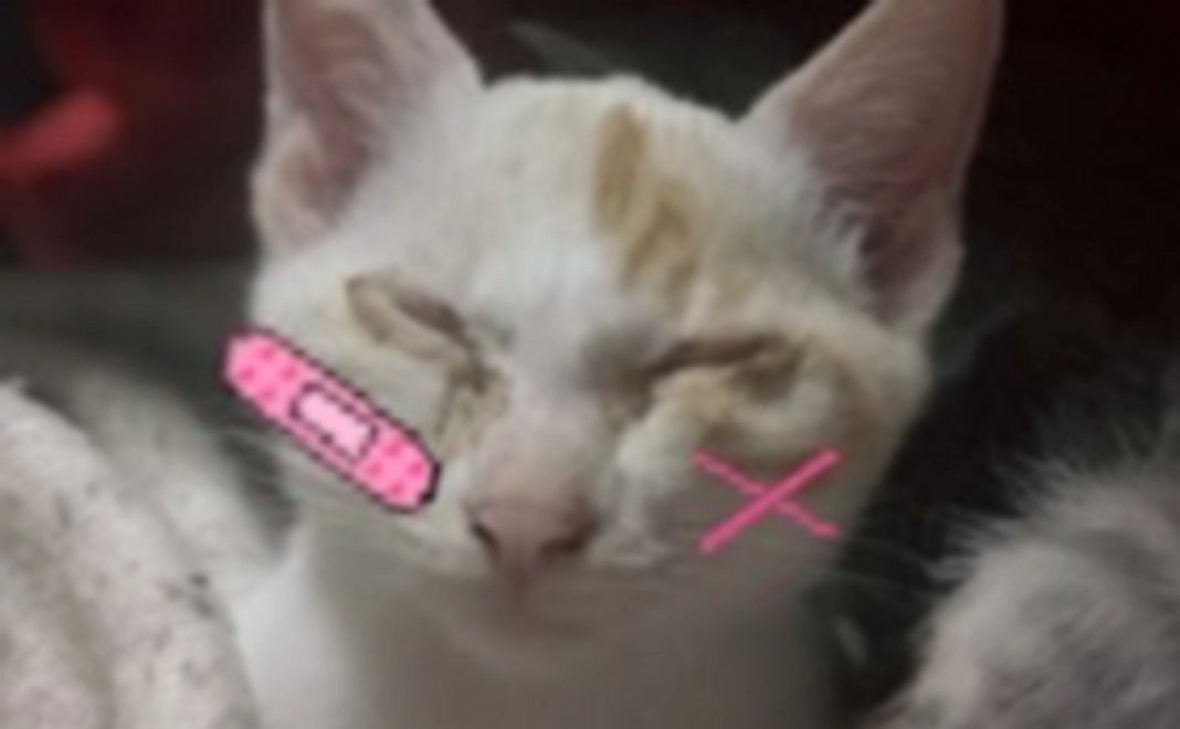 チビちゃん応援コース