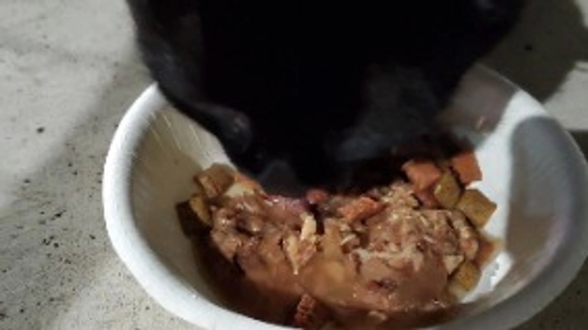 雨の日の猫たち