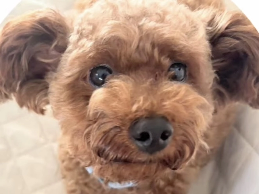 株式会社DAIEI代表取締役、あみ・まみ・やぎ2頭の里親様 小川裕暉様からの応援メッセージ