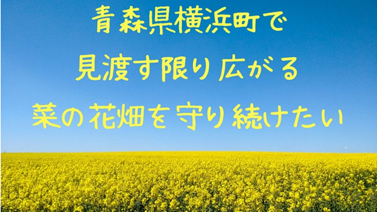 青森県に咲き乱れる菜の花畑。みんなの手で守り続けていきたい