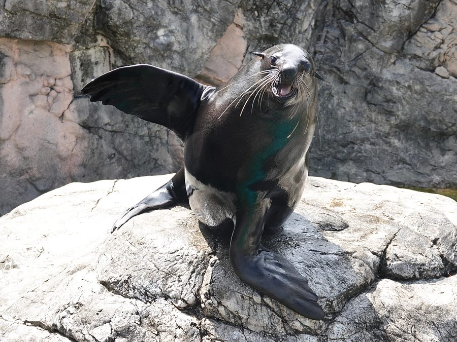 「よこはま動物園ズーラシア」さんもクラウドファンディングに挑戦中！