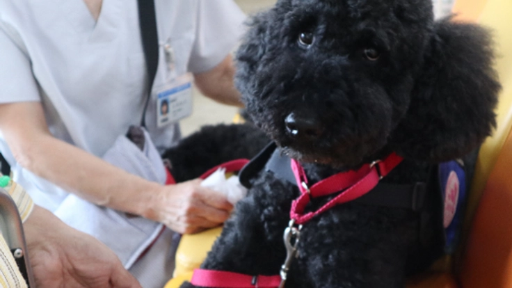いつでも一緒。病気の子供に寄り添う勤務犬ミカのぬいぐるみを!