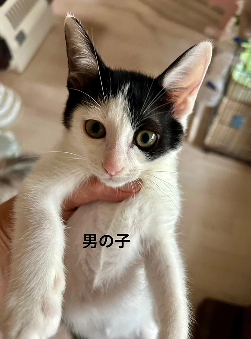 明日１３日土曜日はねこまち長屋での譲渡会でーす❣️