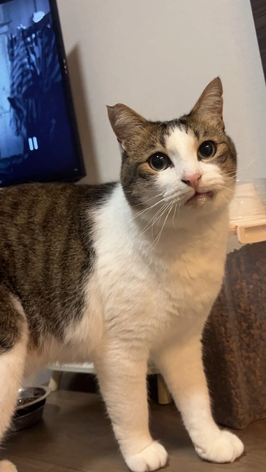 大切な家族、きっちゃんが天国へ向かいました。