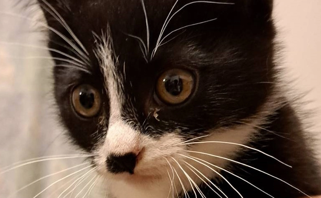 ハチワレ(8000)コース