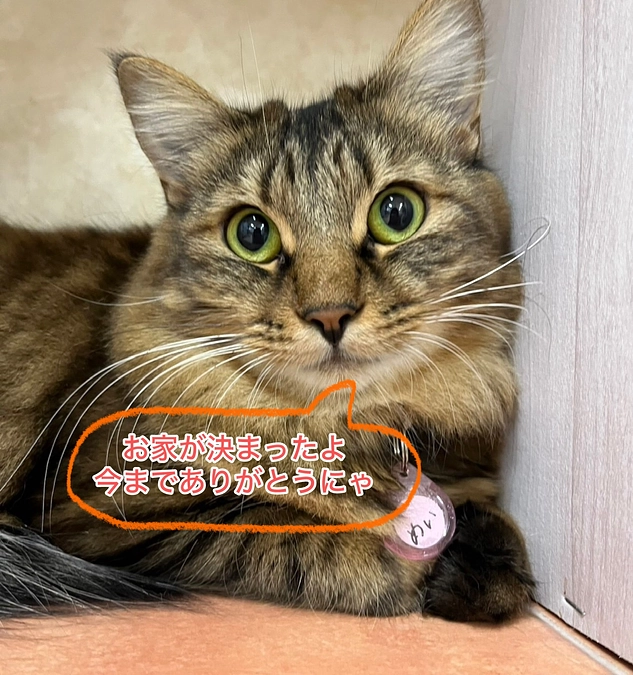 ねこてまりの2頭に譲渡のお話をいただきました！