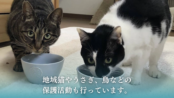 老犬、保護犬でも安心できる【啓発型トリミングサロン】を作りたい！ 3枚目