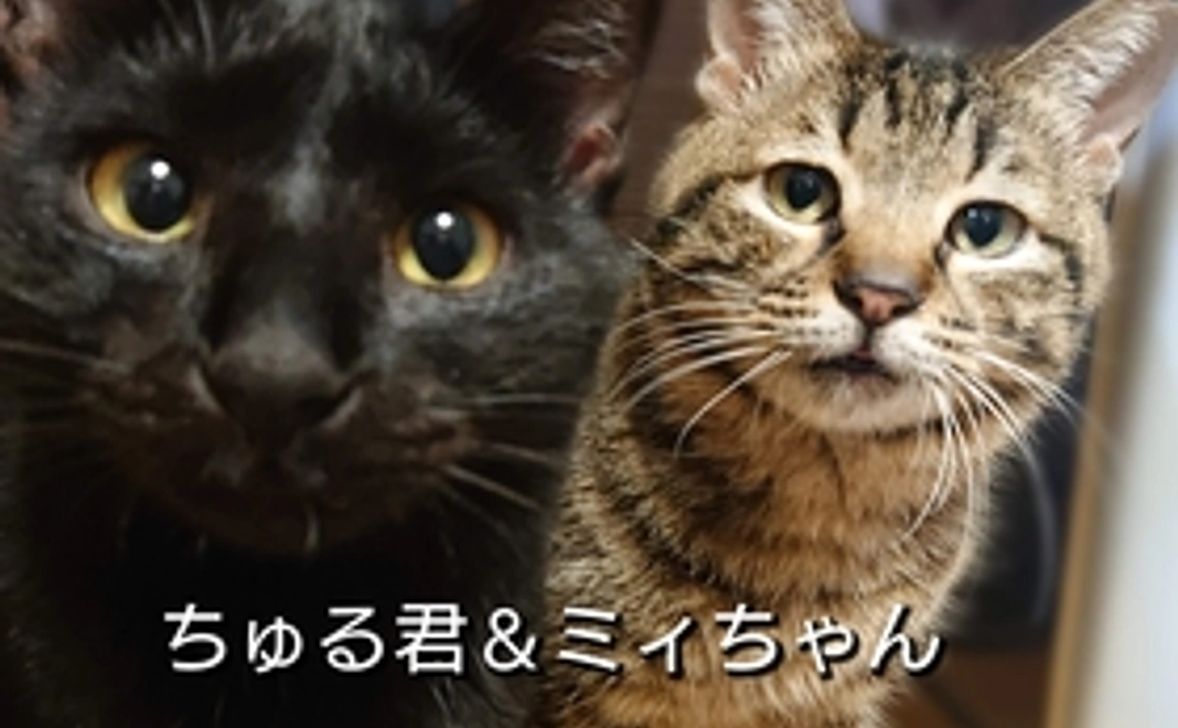 リターン不要な方向け【咲き猫全力応援コース】1000円