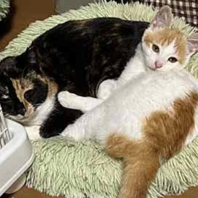 かわいそうだけでは助けられない野良猫さんのこと㉖