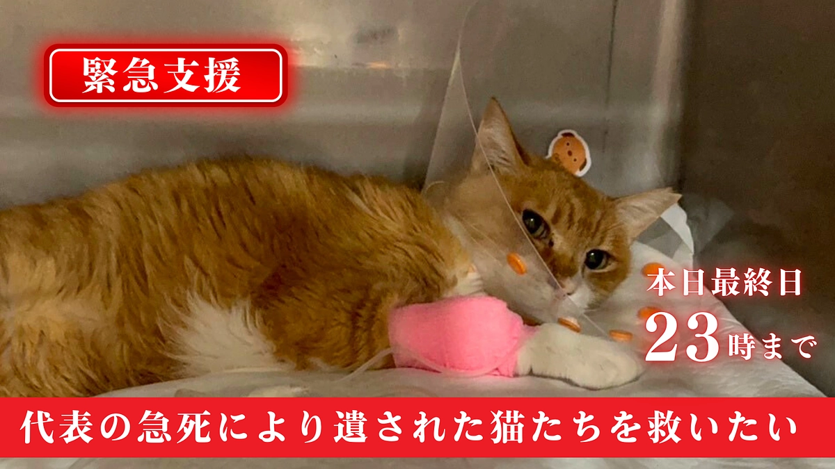 本日最終日となりました！！支援募集は23時まです！