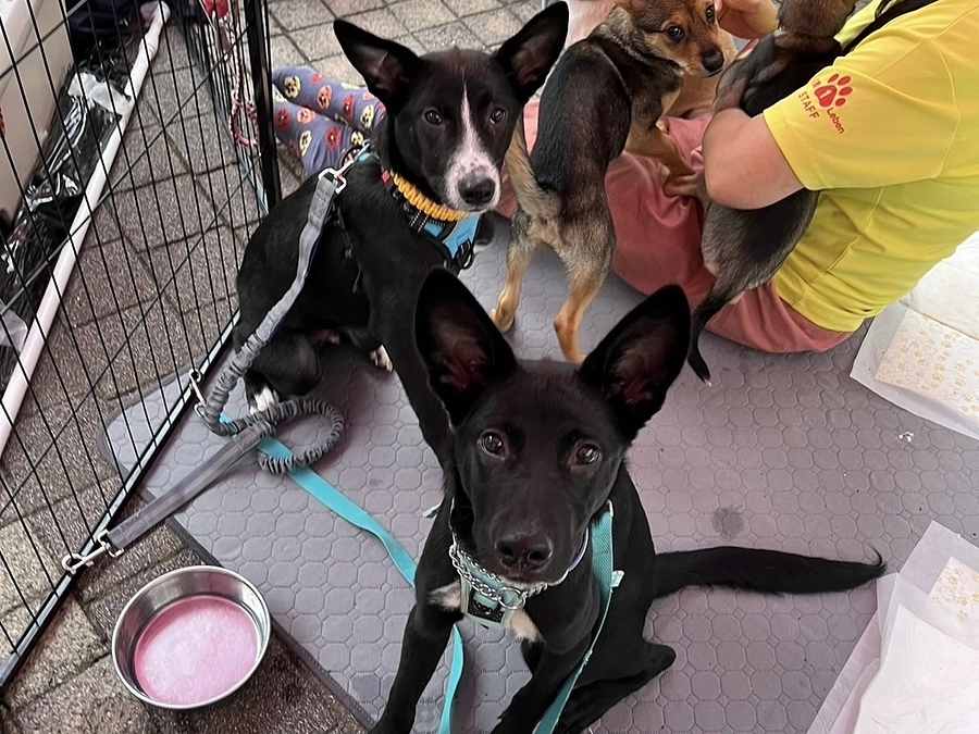 レーベンっ子のご紹介⑪ 香川から来た兄弟犬「えいと」と「らいと」