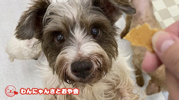 わんにゃんさとおや会|保護犬の歯周病を治療するためにご支援を!