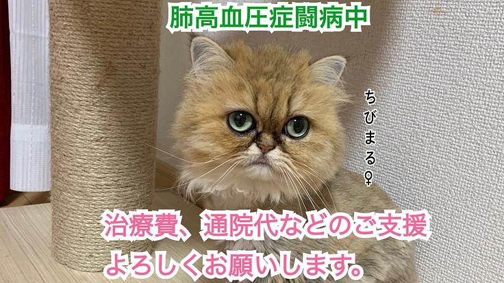 肺高血圧闘病中。ご支援よろしくお願いします。