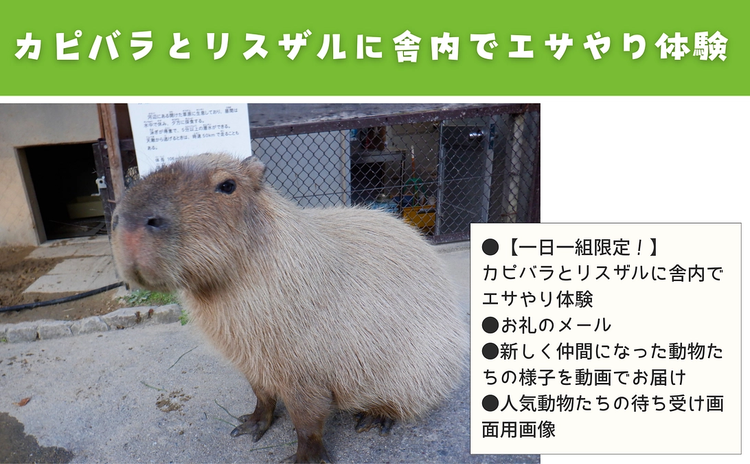 【活動報告㉗】リターンの紹介：カピバラとリスザルに舎内でエサやり体験