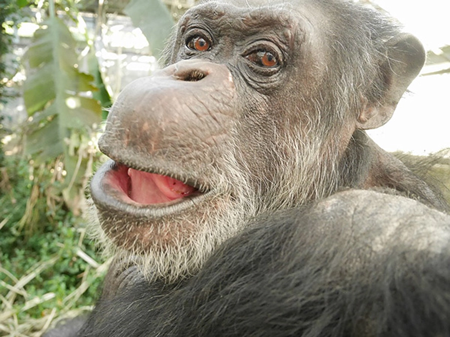 ススムもウイルス陰性化達成！！！