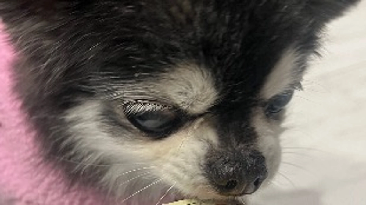 今日は定期検診