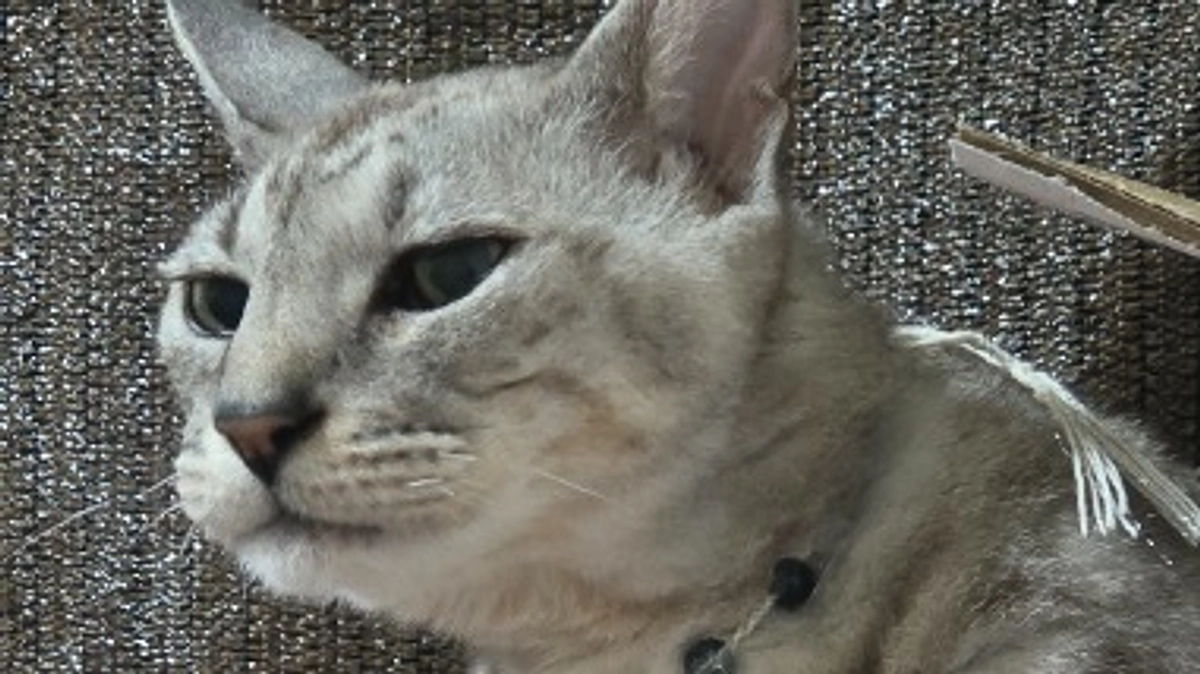 ご支援ありがとうございます