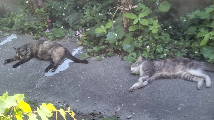 野良猫たちの手術と検査費用のご協力お願いします。