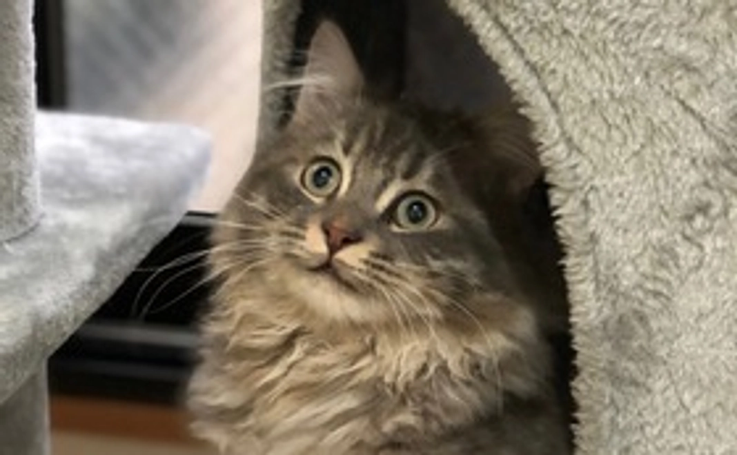 ぽーちゃん応援2（リターン不要の方はこちらから）