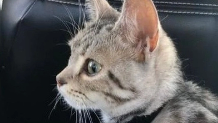 FIPのあめを助けてください