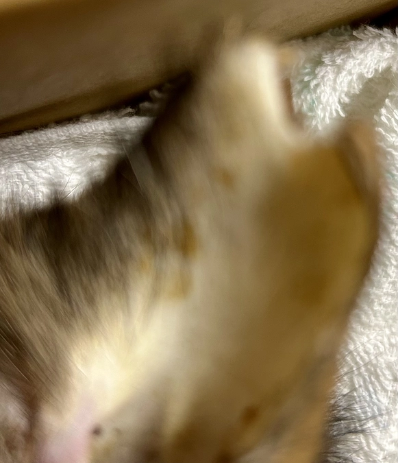 悲しいお知らせで🌈すみません