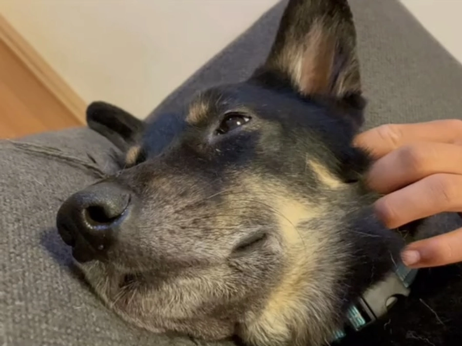 終了まであと5日！犬は野犬でいた時に幸せだったのか。