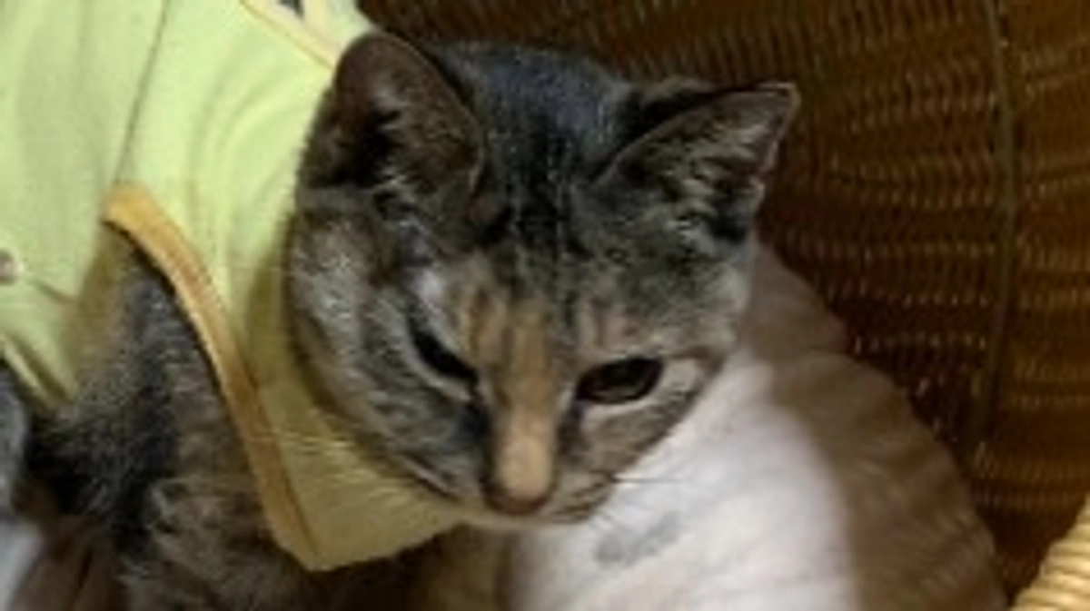 保護猫紹介　大人の女性ラムちゃん