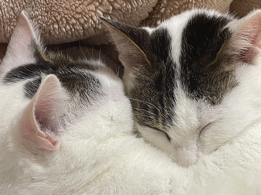 治療対象となるソラのお名前表記がタイトルと本文で違っている件に関しまして