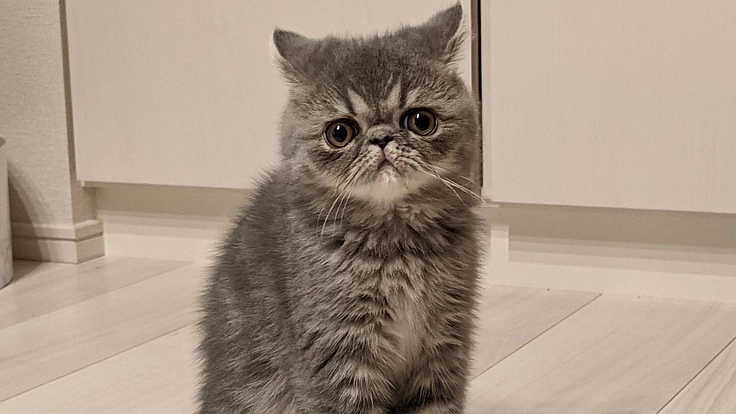 【小さな命を救いたい！！！】難病FIPになった家族の子猫うる