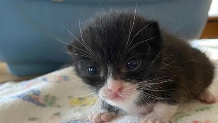 人も猫も幸せに暮らせる社会を目指して