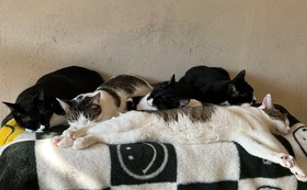 にゃんスリーサポーター5,000円コース