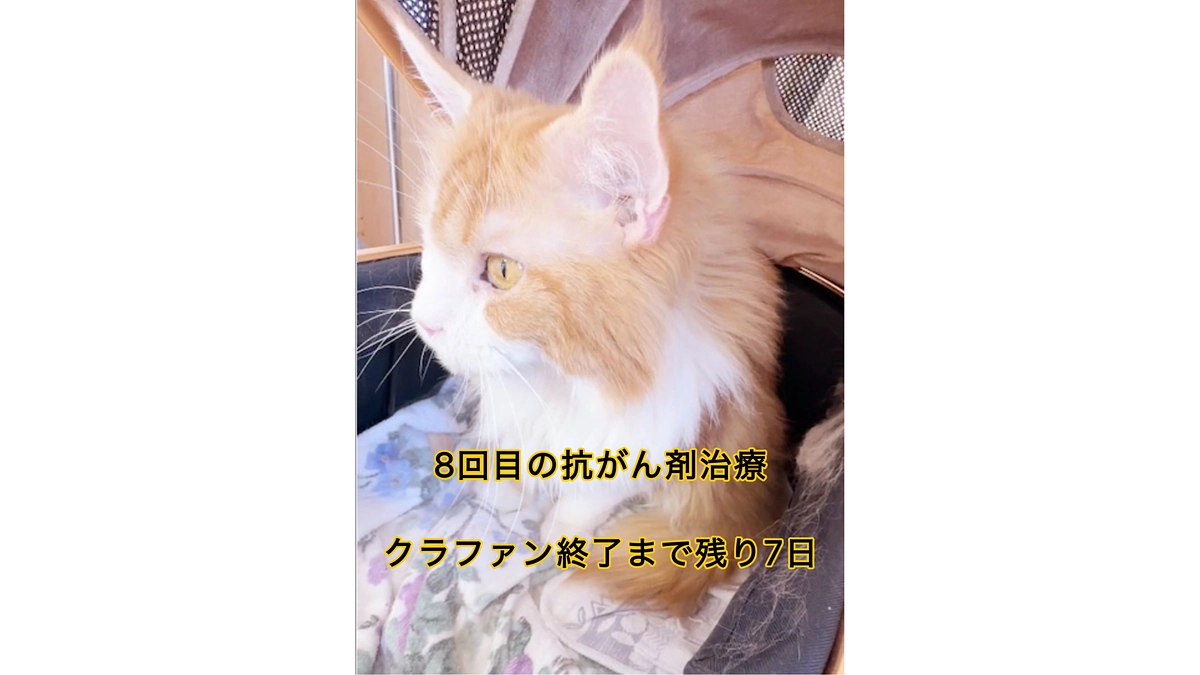 8回目の抗がん剤治療