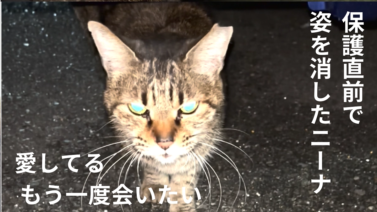 まだ生きれたはずの命、保護直前で姿を消しました…。ニーナ、あなたは何処にいるの？