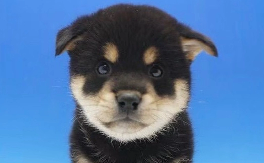 感謝メール（1,000円）