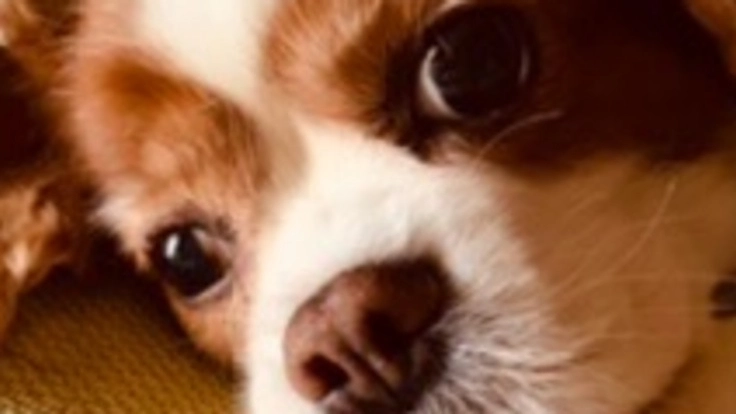 子宮蓄膿症と心臓疾患の「チャコ」を救って下さい