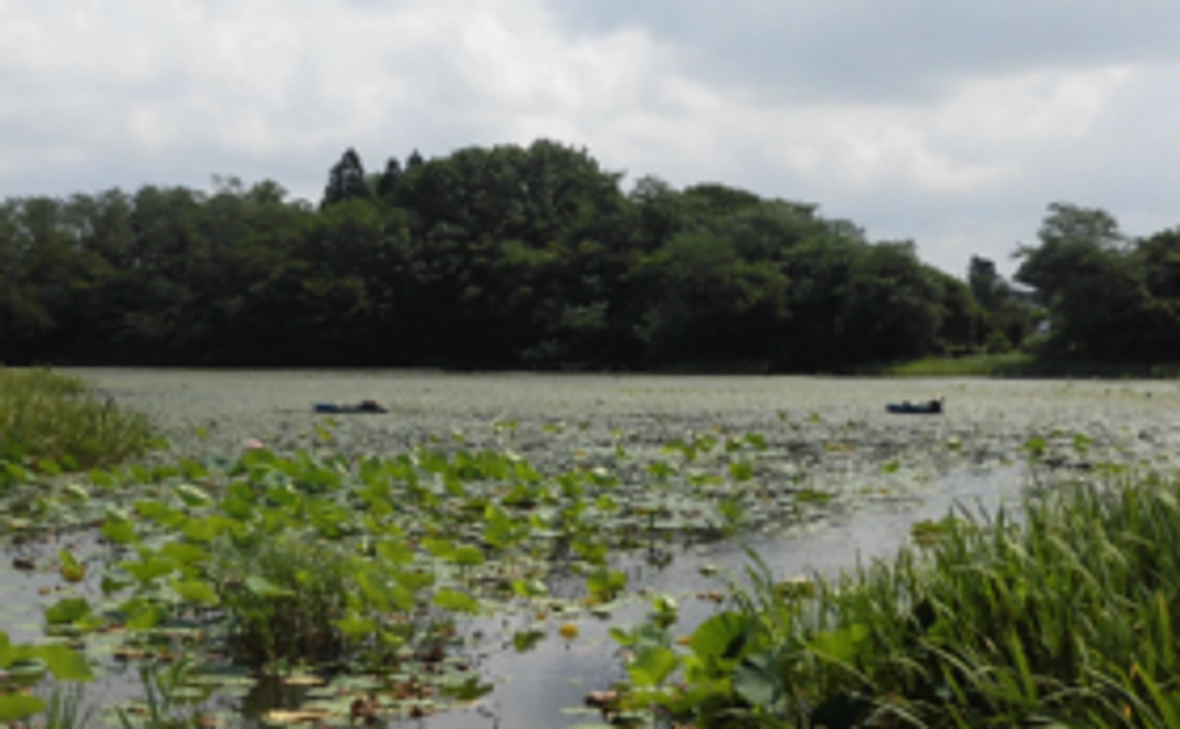 じゅんさいコース　チケット　１名様分