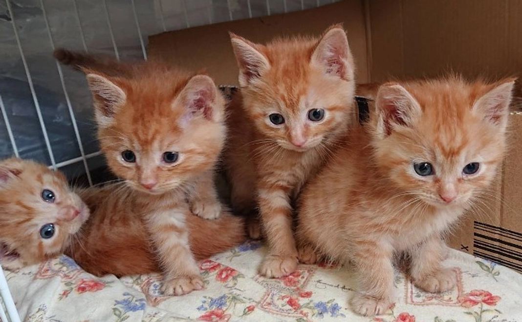 ご寄付コース|3千円