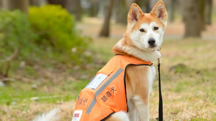 聴覚障がい者の生活をサポートする聴導犬の育成と普及にご支援を