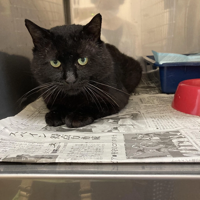 ネロちゃん　少しずつ回復してきています！