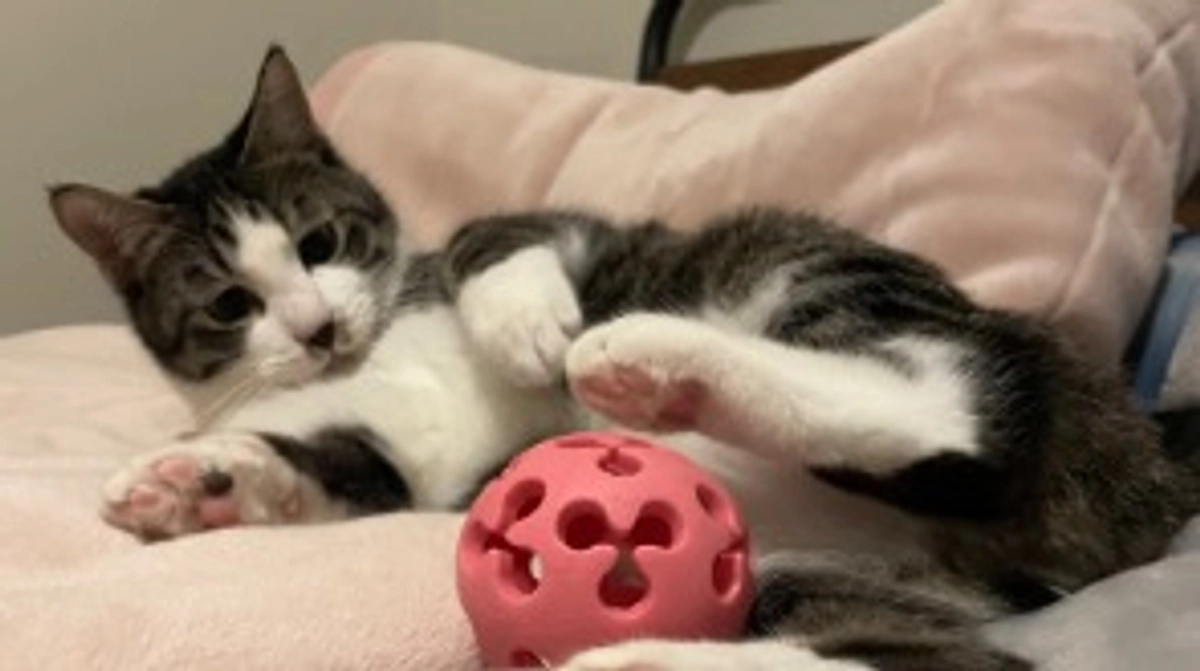 元気になってきたら退屈そうです。