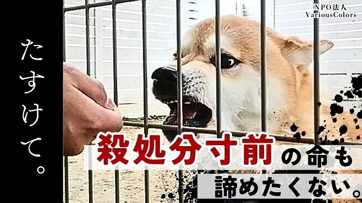 殺処分寸前の犬猫の命も諦めたくない!マンスリーサポーター募集中