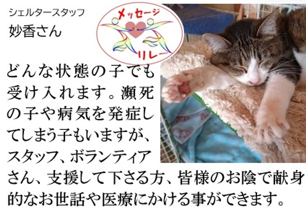 リレー８．瀕死の子や病気の子でも受け入れます。