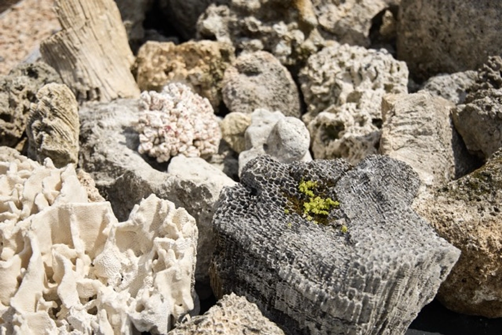 万博会場内に「サンゴの方舟」作品展示中！！