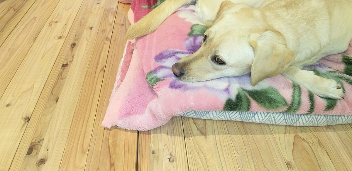 生まれ変わりました(2024/03/25）