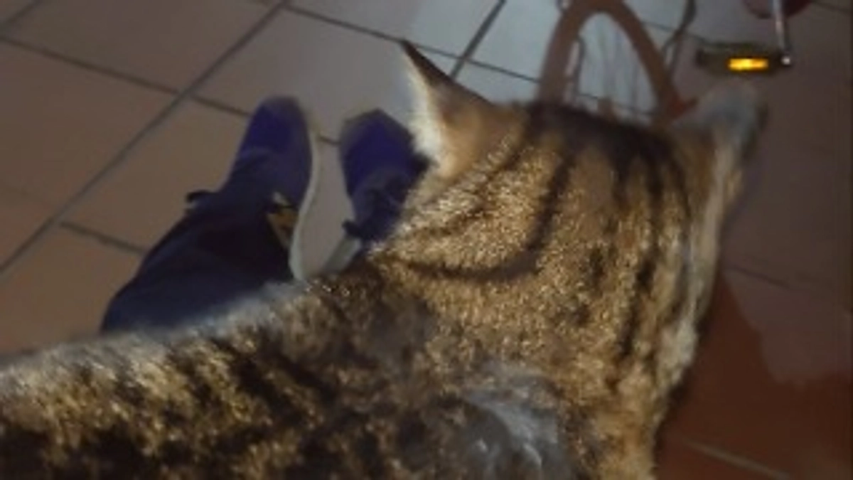 昨夜は寒いでなく痛かった。