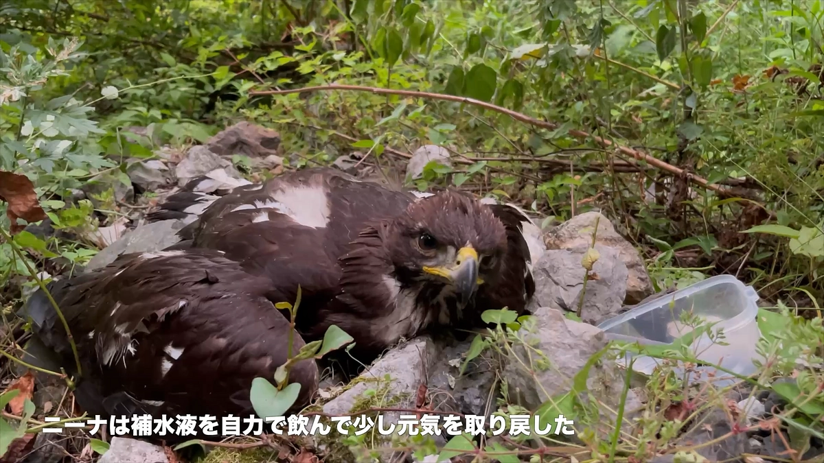 伊吹山のイヌワシ雛ニーナの救出、YouTubeにアップしました