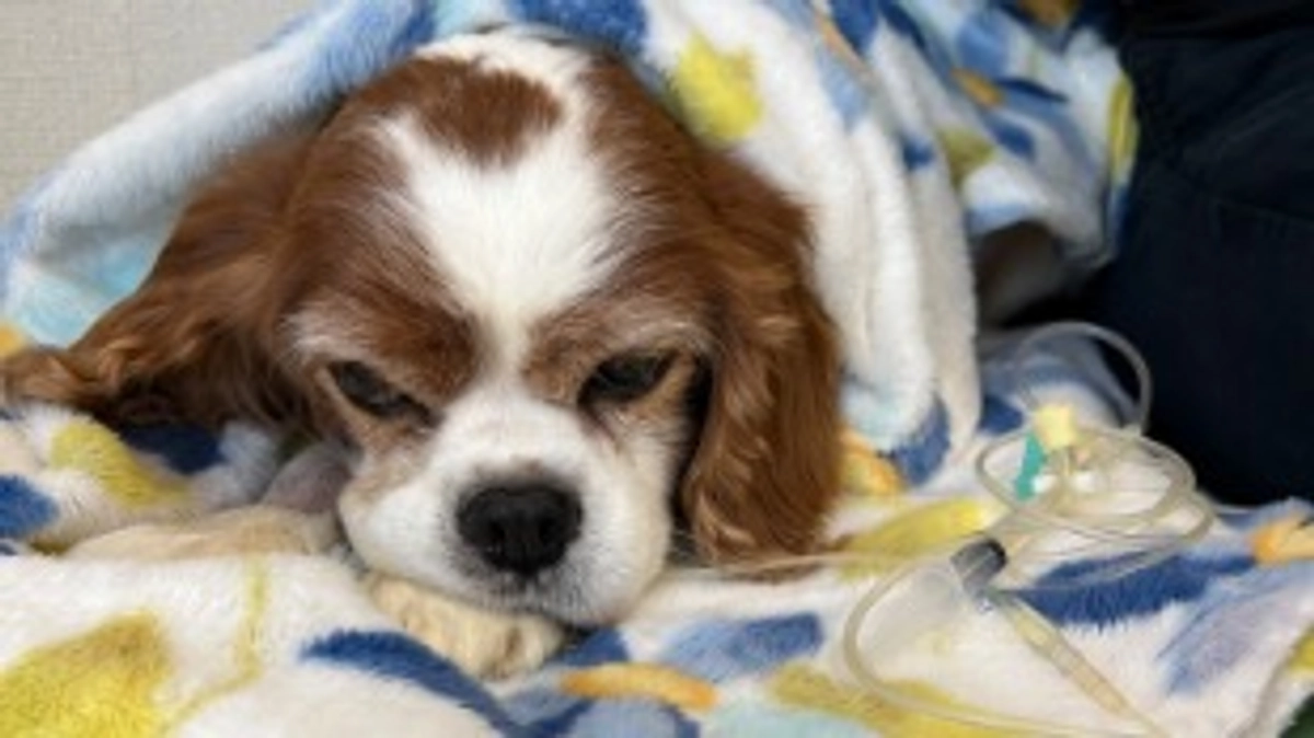 術後17日目。ルイに会いに行きました！