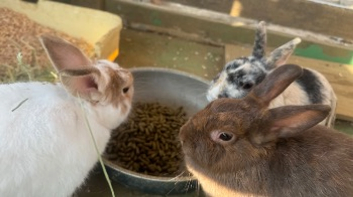 ちゅらんの小動物たち