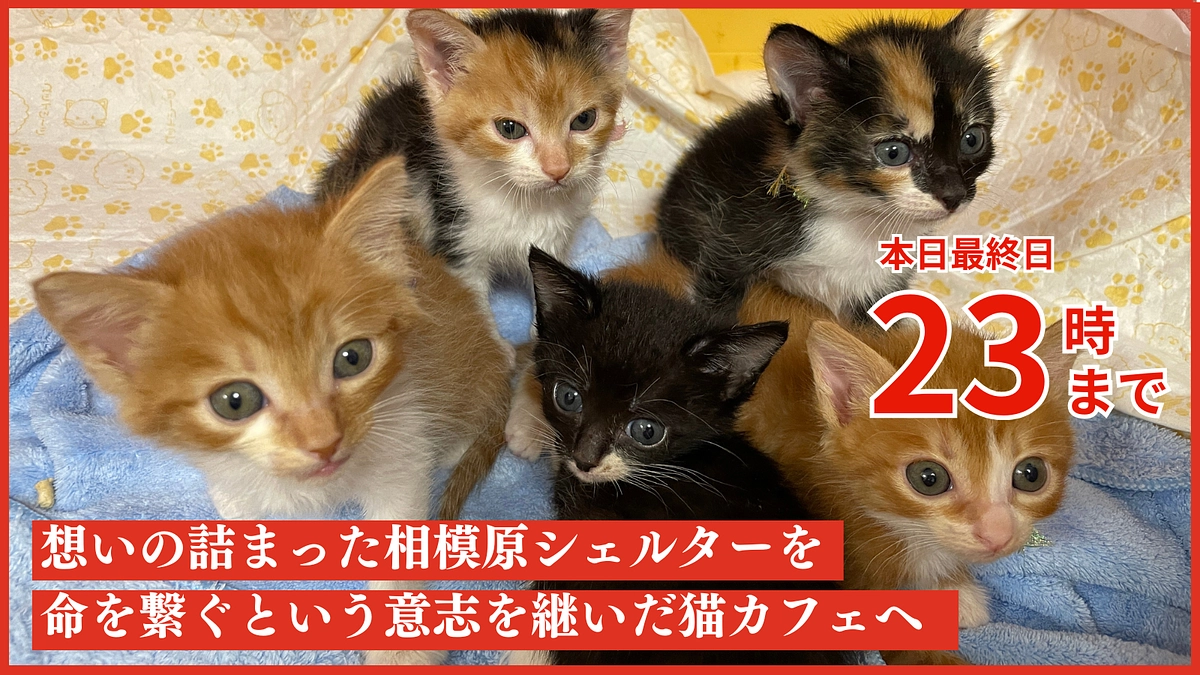 【24時間をきりました。挑戦最終日です】ご支援は23時まで。最後まで見守っていただけると嬉しいです。