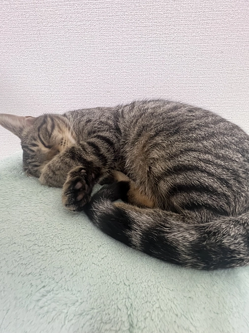 代理支援について